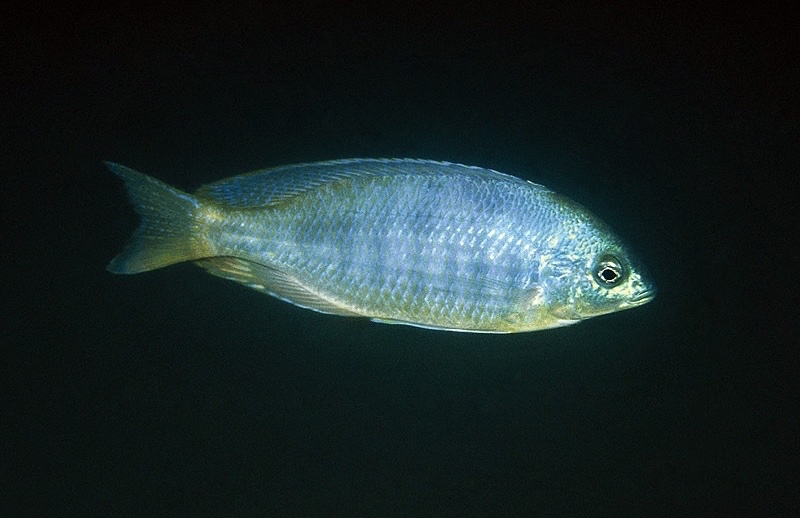 Otopharynx sp. 'decorus featherfin' Kande Island